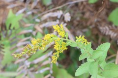 Solidago radula