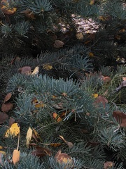 Pinaceae