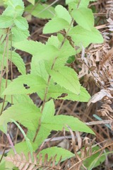 Solidago radula