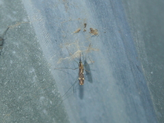 Anopheles punctipennis