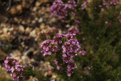Verticordia plumosa