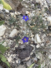 Giliastrum rigidulum