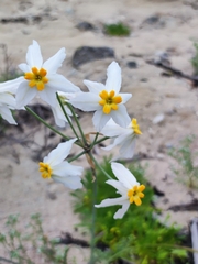 Leucocoryne coronata