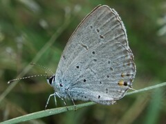 Cupido comyntas texana
