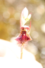 Calochilus uliginosus