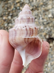 Struthiolaria papulosa