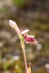 Calochilus uliginosus