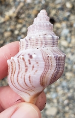 Struthiolaria papulosa