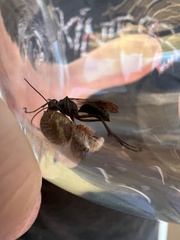 Pompiloidea