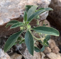 Ditaxis serrata