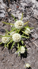 Siloxerus multiflorus