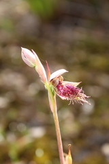 Calochilus uliginosus