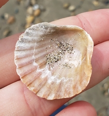 Pecten novaezelandiae