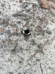 Psychomorpha epimenis