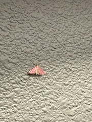 Pyrausta inornatalis