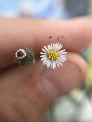 Psilactis brevilingulata