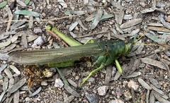 Schistocerca shoshone