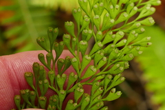 Lindsaea viridis