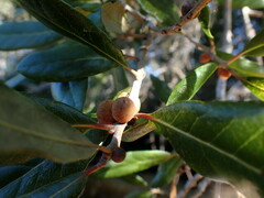 Disholcaspis quercusvirens