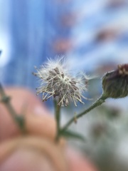 Psilactis brevilingulata