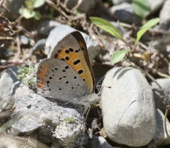 Lycaena phlaeas hypophlaeas