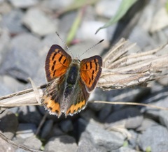 Lycaena phlaeas hypophlaeas