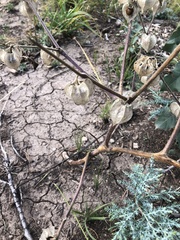 Physalis neomexicana