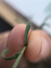 Psilactis brevilingulata