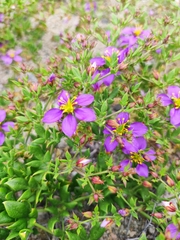 Fagonia chilensis