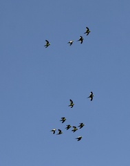 Brotogeris versicolurus