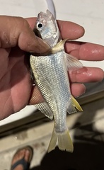 Bairdiella chrysoura