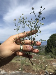 Psilactis brevilingulata