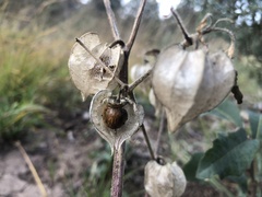 Physalis neomexicana