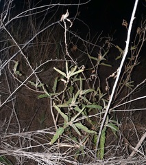 Sphaeralcea angustifolia