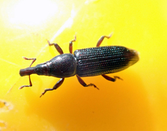Cossoninae