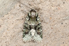 Lacinipolia explicata