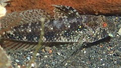 Gnatholepis yoshinoi