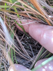 Spiranthes longilabris