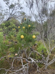 Isopogon anethifolius
