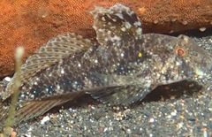 Gnatholepis yoshinoi