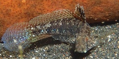 Gnatholepis yoshinoi