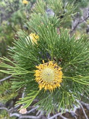 Isopogon anethifolius
