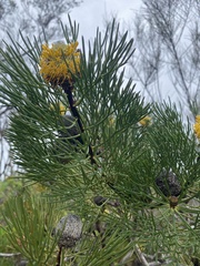 Isopogon anethifolius