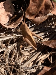 Schistocerca damnifica