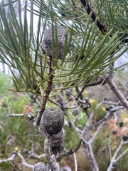 Isopogon anethifolius