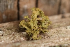 Teloschistes chrysophthalmus