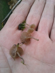 Arrhenia rickenii