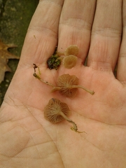 Arrhenia rickenii