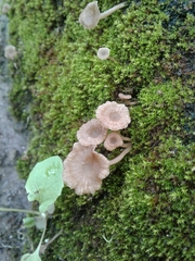 Arrhenia rickenii