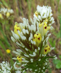 Castilleja lineariloba